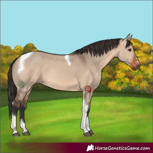 Horse Color:Unknown 
