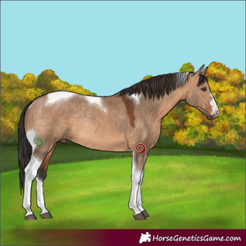 Horse Color:Bay Dun Tobiano Rabicano 