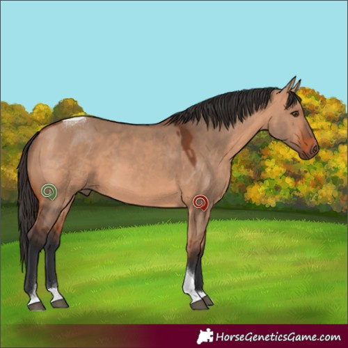 Horse Color:Bay Dun Tobiano Rabicano
