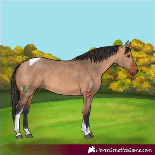 Horse Color:Bay Dun Tobiano Rabicano
