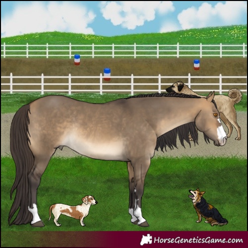 Horse Color:Buckskin Dun Rabicano 