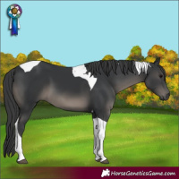 Horse Color:Black Tobiano