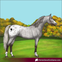 Horse Color:Gray Silver Blue Roan Appaloosa 