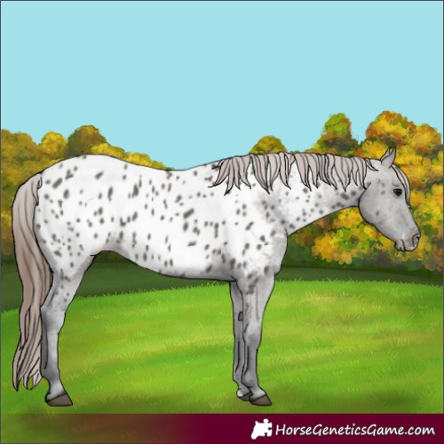 Horse Color:Grullo Appaloosa 