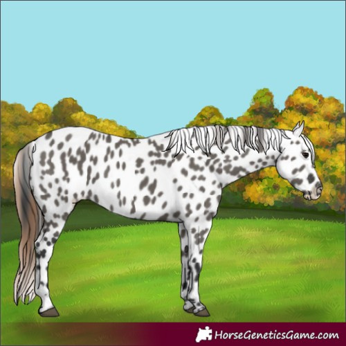 Horse Color:Grullo Appaloosa 