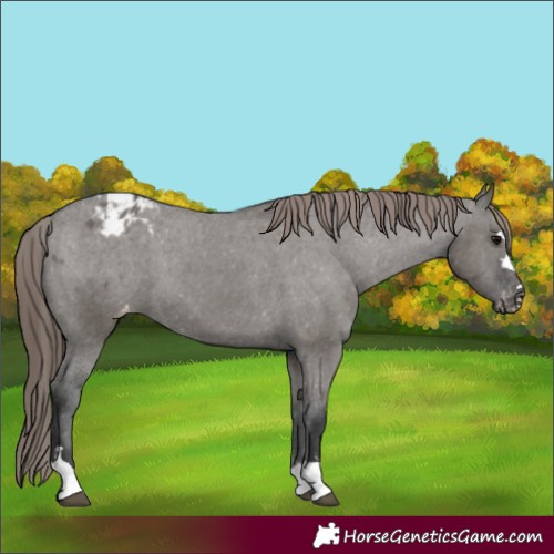 Horse Color:Grullo Appaloosa 