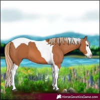 Horse Color:Chestnut Splash Tobiano