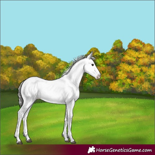 Horse Color:White Spotted Silver Brown Dun 