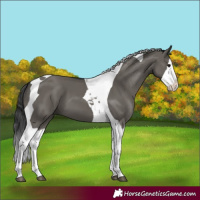 Horse Color:Grullo Splash Tobiano