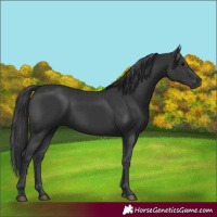 Horse Color:Black 
