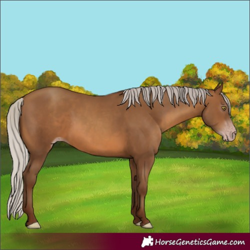 Horse Color:Gray Silver Sable Champagne 
