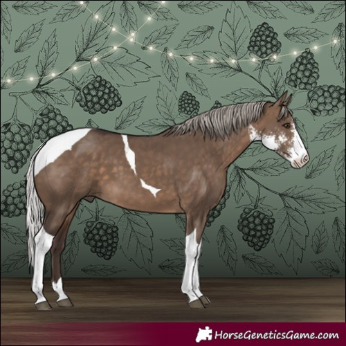 Horse Color:Silver Brown Dun Sabino Tobiano 