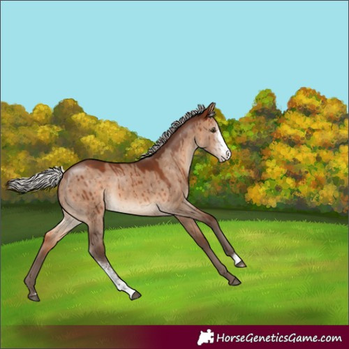 Horse Color:Unknown 