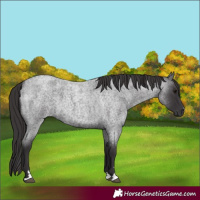 Horse Color:Smoky Blue Roan 