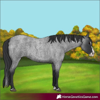 Horse Color:Blue Roan Splash 