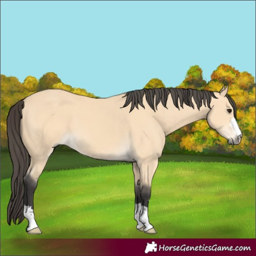 Horse Color:Buckskin 