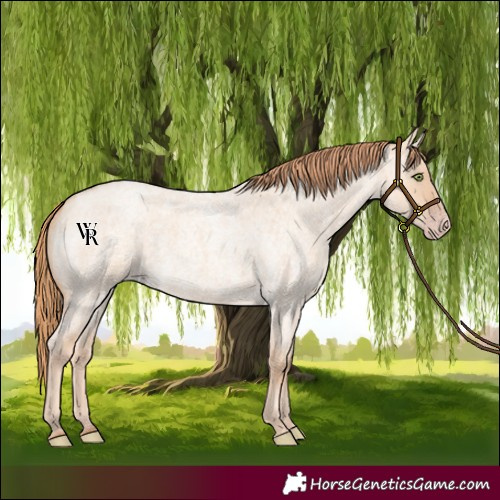 Horse Color:Gold Champagne Roan Dun 