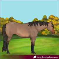 Horse Color:Bay Dun 
