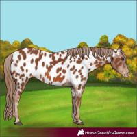 Horse Color:Chestnut Appaloosa 