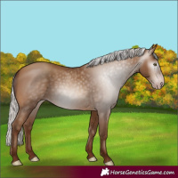 Horse Color:Gray Silver Sable Champagne 