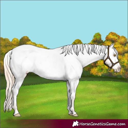 Horse Color:Gold Champagne Appaloosa 