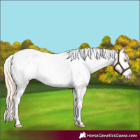 Horse Color:Gold Champagne Snowcap