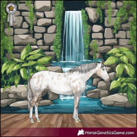 Horse Color:Gray White Spotted Silver Sable Champagne Dun Splash Frame Appaloosa Rabicano 