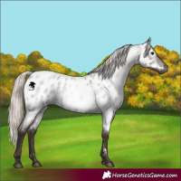 Horse Color:Gray Silver Blue Roan Appaloosa 