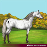 Horse Color:Gray Silver Blue Roan Appaloosa 