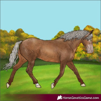 Horse Color:Gray Silver Sable Champagne