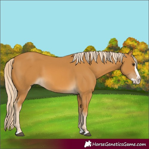 Horse Color:Palomino Splash 