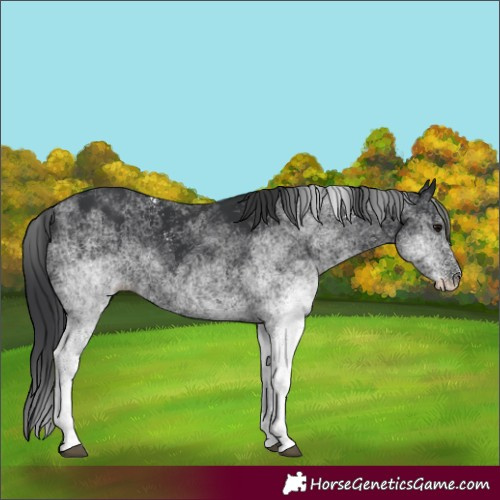 Horse Color:White Spotted Black 