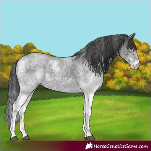 Horse Color:White Spotted Blue Roan