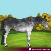 Horse Color:White Spotted Black 