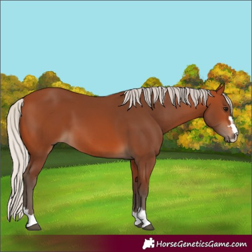 Horse Color:Silver Bay 