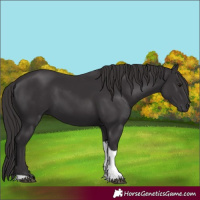 Horse Color:Smoky Black Tobiano 