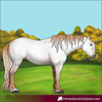 Horse Color:Gray Chestnut 