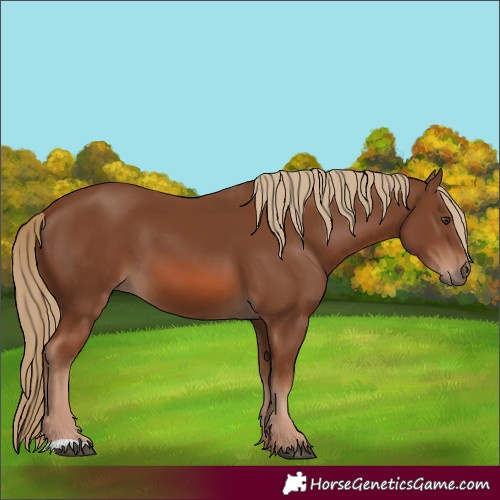 Horse Color:Chestnut 
