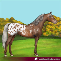 Horse Color:Gray Silver Sable Champagne Appaloosa 