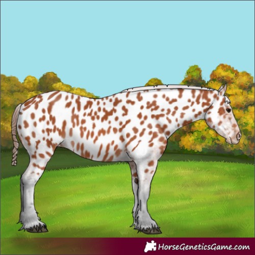 Horse Color:Bay Appaloosa 