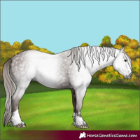 Horse Color:Gray Chestnut