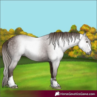 Horse Color:Gray Chestnut 