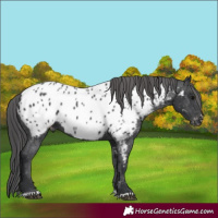 Horse Color:Black Appaloosa