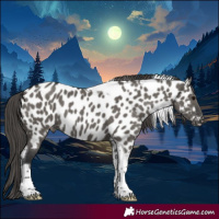 Horse Color:Grullo Tobiano Appaloosa 
