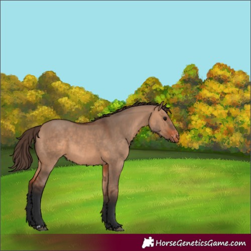 Horse Color:Bay Dun Appaloosa 