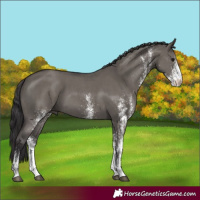 Horse Color:White Spotted Smoky Grullo