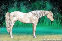 Horse Color:White Spotted Palomino Pearl
