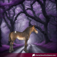 Horse Color:Buckskin Appaloosa 