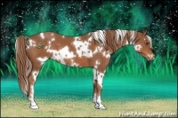 Horse Color:White Spotted Chestnut 