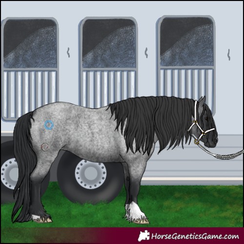 Horse Color:Blue Roan 